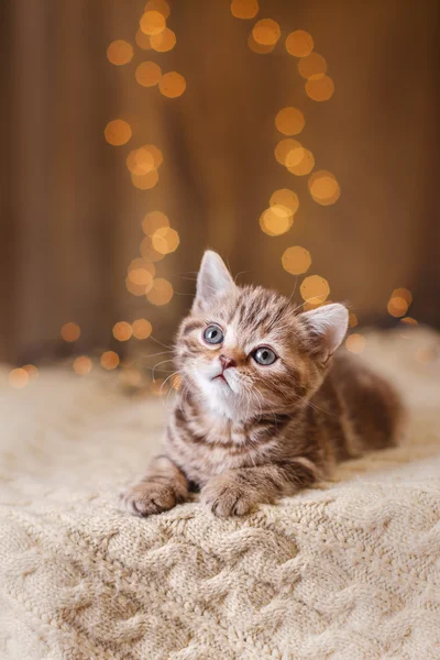 Britisches Kätzchen, Weihnachten und Neujahr — Stockfoto