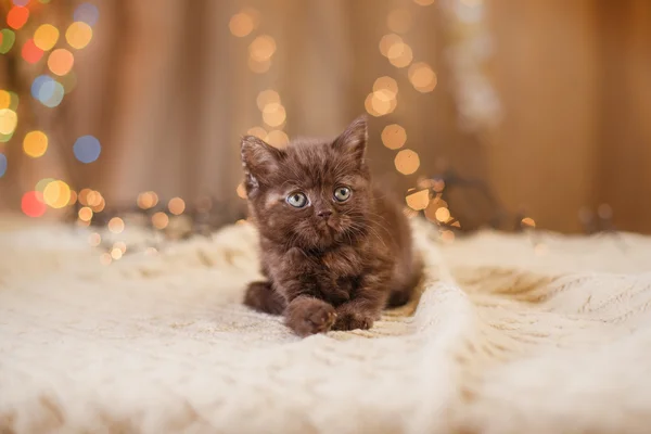 Brittiläinen kissanpentu, joulu ja uusi vuosi — kuvapankkivalokuva