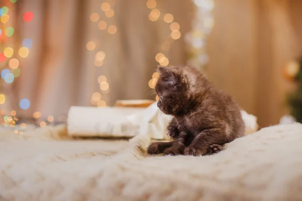 İngiliz yavru kedi, Noel ve yeni yıl — Stok fotoğraf