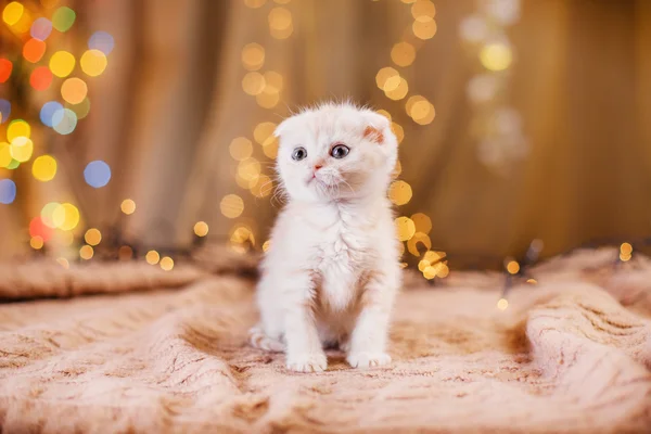 Gatinho britânico, Natal e Ano Novo — Fotografia de Stock