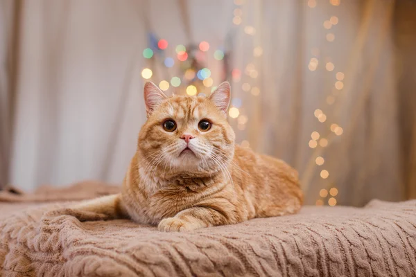 British kitten, Christmas and New Year — Stock Photo, Image