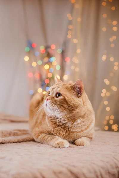 Britisches Kätzchen, Weihnachten und Neujahr — Stockfoto