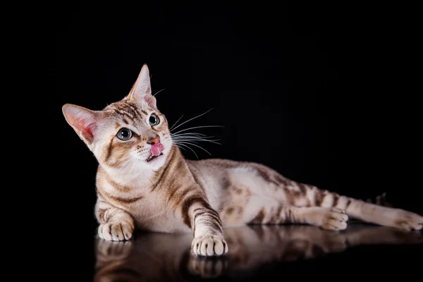 Tonkinese kedi — Stok fotoğraf