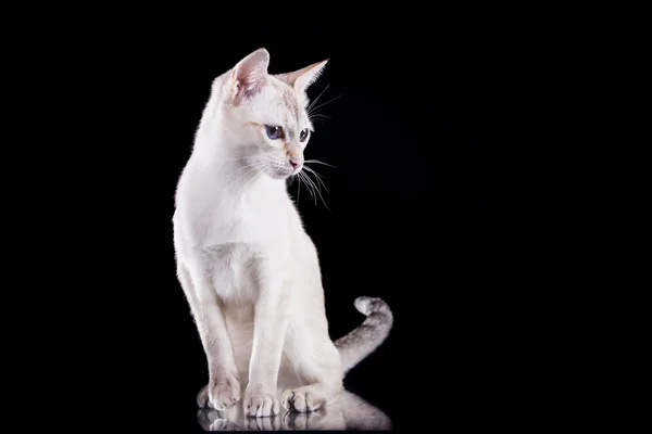 Tonkinese cat — Stock Photo, Image