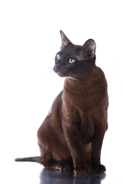 Gato tonkinese — Fotografia de Stock