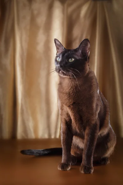 Gato tonkinese — Fotografia de Stock