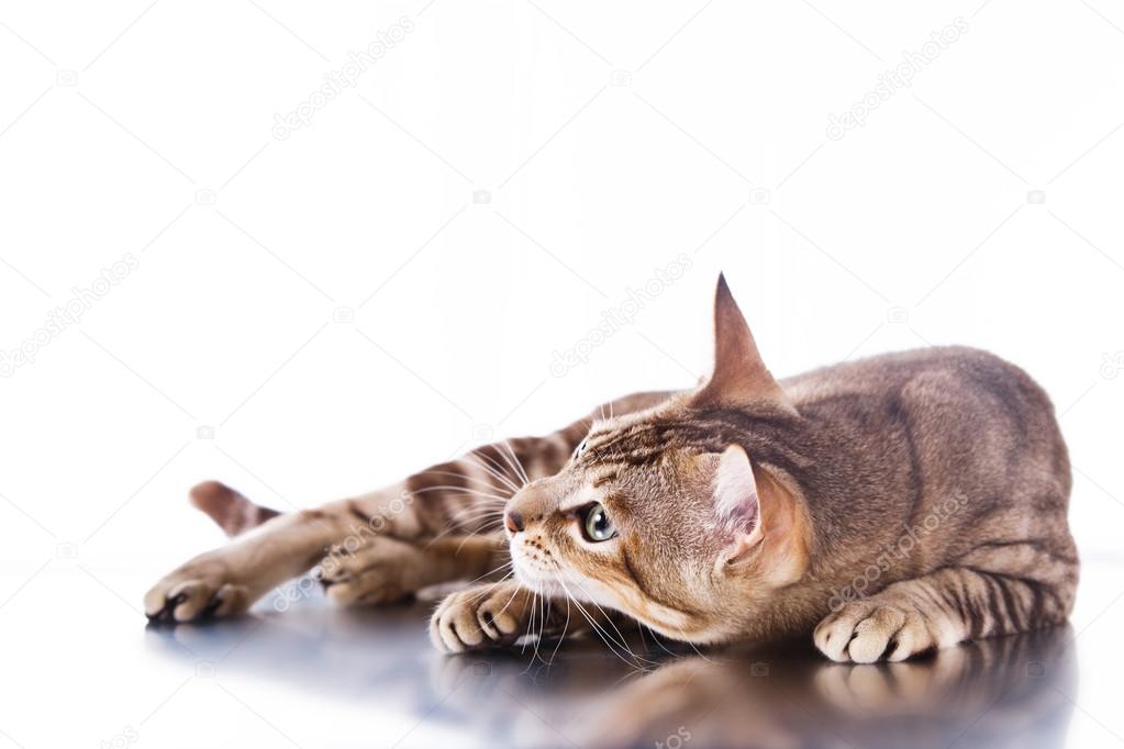 Tonkinese cat 
