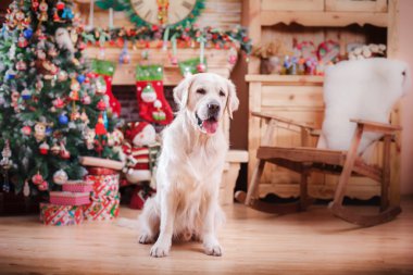 Altın geri almak, Noel ve yeni yıl