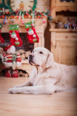 Altın geri almak, Noel ve yeni yıl