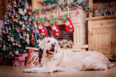 Altın geri almak, Noel ve yeni yıl