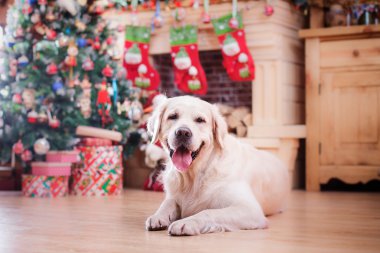 Altın geri almak, Noel ve yeni yıl