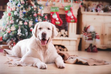 Altın geri almak, Noel ve yeni yıl
