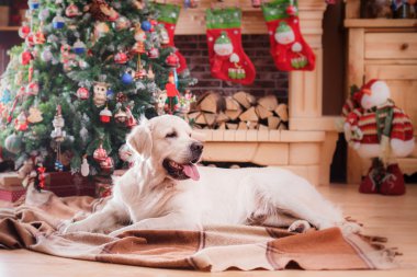 Altın geri almak, Noel ve yeni yıl