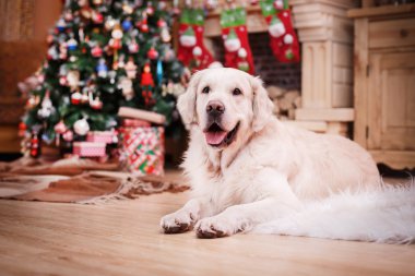 Altın geri almak, Noel ve yeni yıl