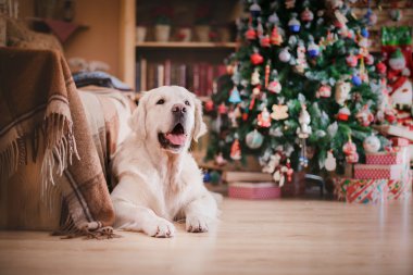 Altın geri almak, Noel ve yeni yıl