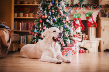 Altın geri almak, Noel ve yeni yıl