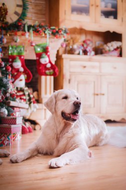 Altın geri almak, Noel ve yeni yıl