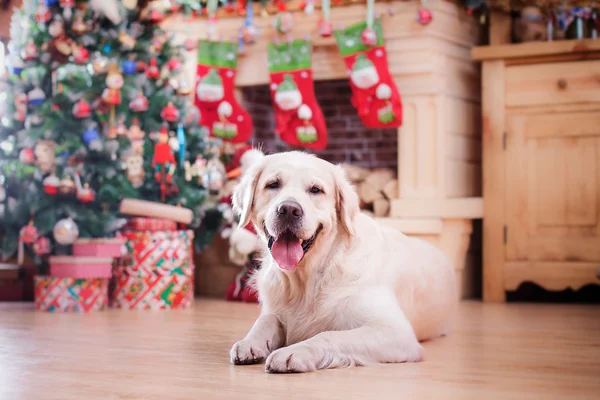 Golden retriever, Navidad y Año Nuevo — Foto de Stock