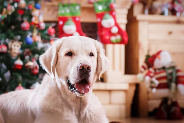 Golden retriever, Christmas and New Year — Stock Photo, Image