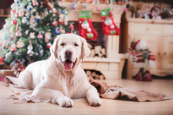 Golden retriever, Christmas and New Year — Stock Photo, Image