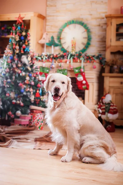 Golden retriever, Noël et Nouvel An — Photo