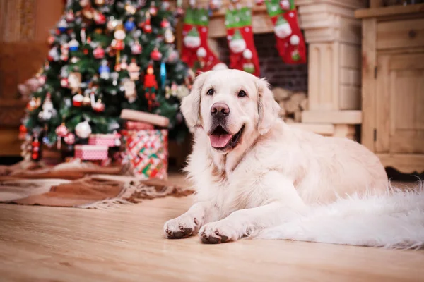 Golden retriever, Christmas and New Year — Stock Photo, Image