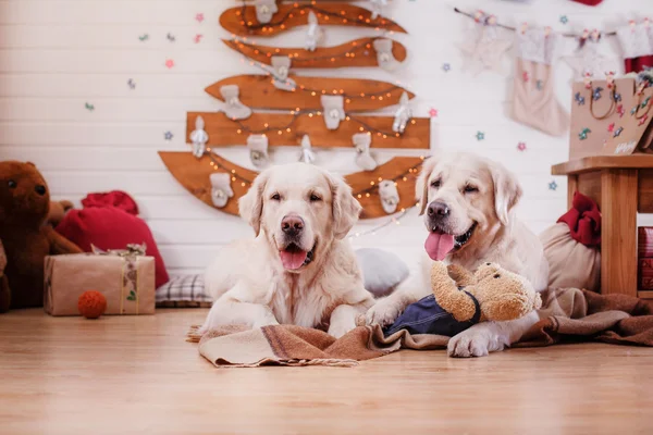 金毛猎犬，圣诞节和新年 — 图库照片