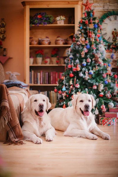 Golden retriever, Boże Narodzenie i nowy rok — Zdjęcie stockowe