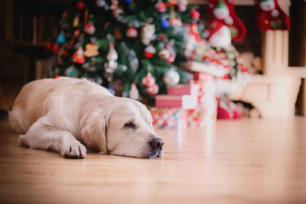 Golden retriever, Natal e Ano Novo — Fotografia de Stock