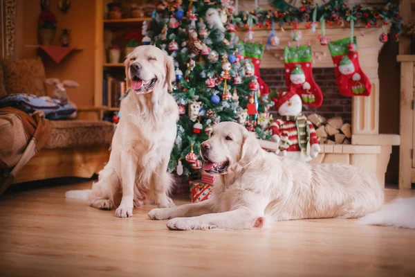 Golden retriever, Christmas and New Year — Stock Photo, Image