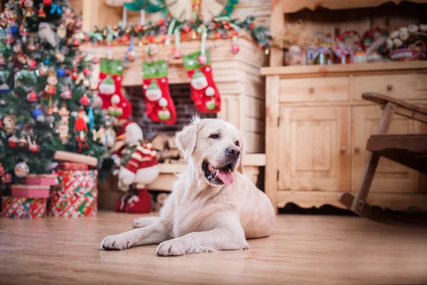 Golden retriever, Christmas and New Year — Stock Photo, Image