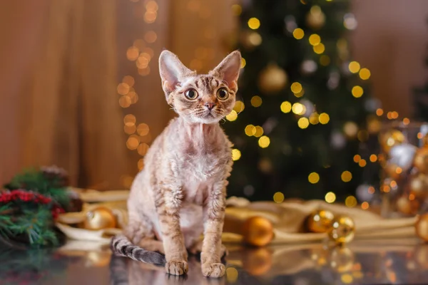 Devon Rex cat, Christmas and New Year — Stock Photo, Image