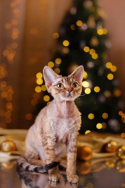 Ντέβον Rex γάτα, Χριστούγεννα και Πρωτοχρονιά — Φωτογραφία Αρχείου