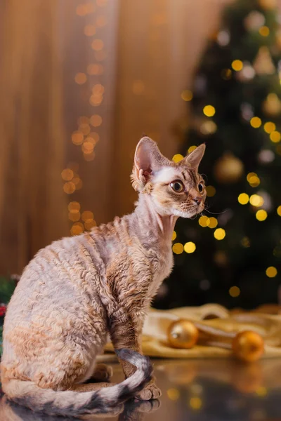 Devon Rex kočka, Vánoce a nový rok — Stock fotografie