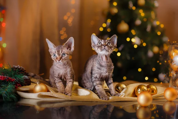 Devon Rex gatto, Natale e Capodanno — Foto Stock