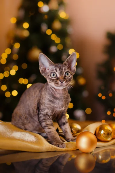 Devon Rex cat, Christmas and New Year — Stock Photo, Image