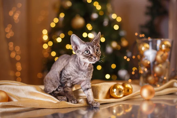 Devon Rex cat, Christmas and New Year — Stock Photo, Image