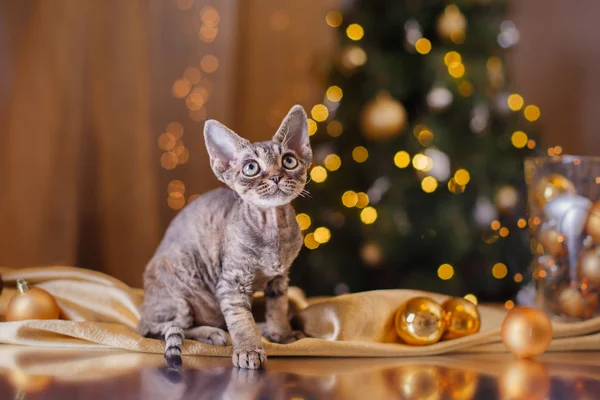 Devon Rex katt, jul och nyår — Stockfoto