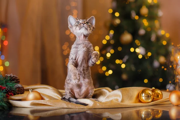 Devon Rex cat, Christmas and New Year — Stock Photo, Image