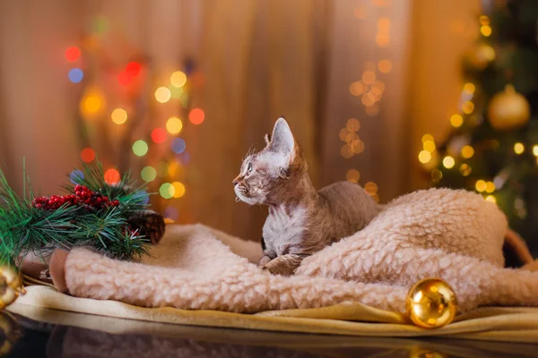 Devon Rex gatto, Natale e Capodanno — Foto Stock