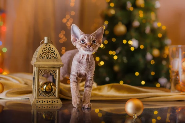 Devon Rex cat, Christmas and New Year — Stock Photo, Image