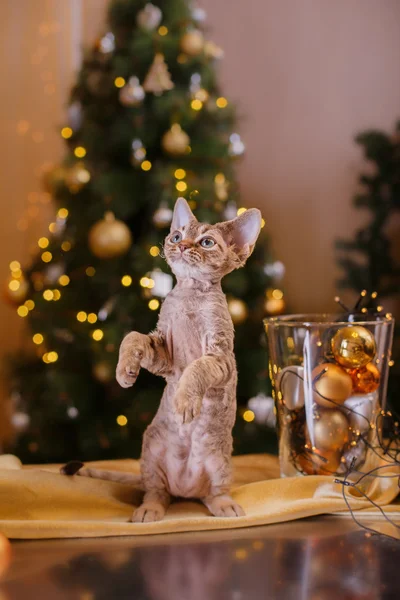 Devon Rex cat, Christmas and New Year — Stock Photo, Image