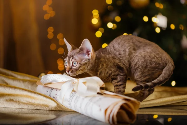 Devon Rex cat, Christmas and New Year — Stock Photo, Image