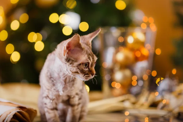 Devon Rex katt, jul och nyår — Stockfoto