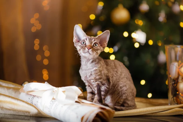 Devon Rex cat, Christmas and New Year — Stock Photo, Image