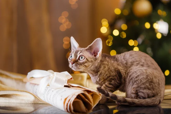 Devon Rex cat, Christmas and New Year — Stock Photo, Image