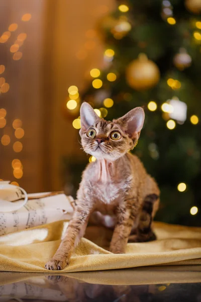 Devon Rex cat, Christmas and New Year — Stock Photo, Image
