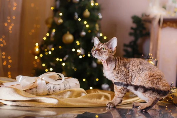 Devon Rex kočka, Vánoce a nový rok — Stock fotografie