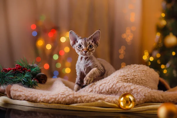 Devon Rex katt, jul och nyår — Stockfoto