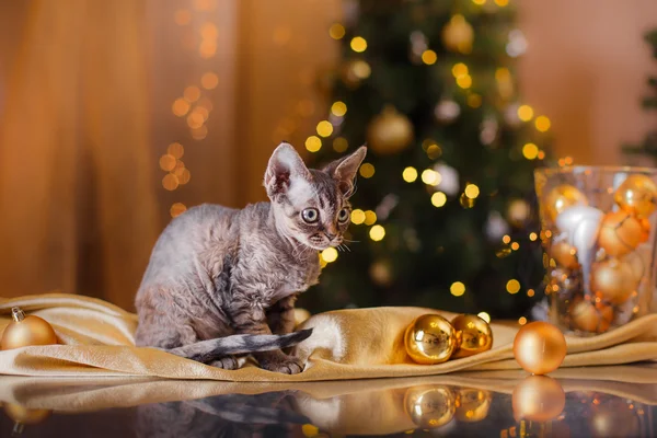 Devon Rex katt, jul och nyår — Stockfoto